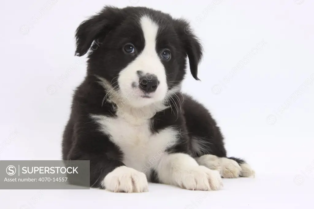 Border Collie puppy.