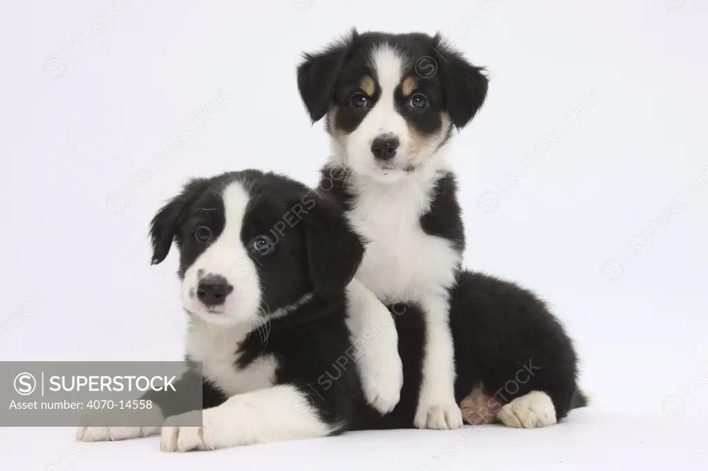 Border Collie puppies playing.