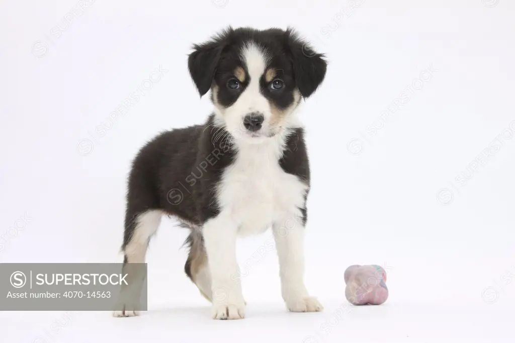 Border Collie puppy standing by toy.