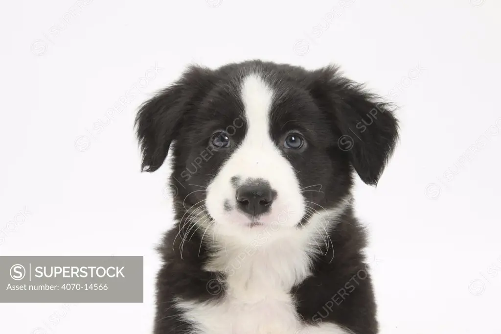 Border Collie puppy portrait.