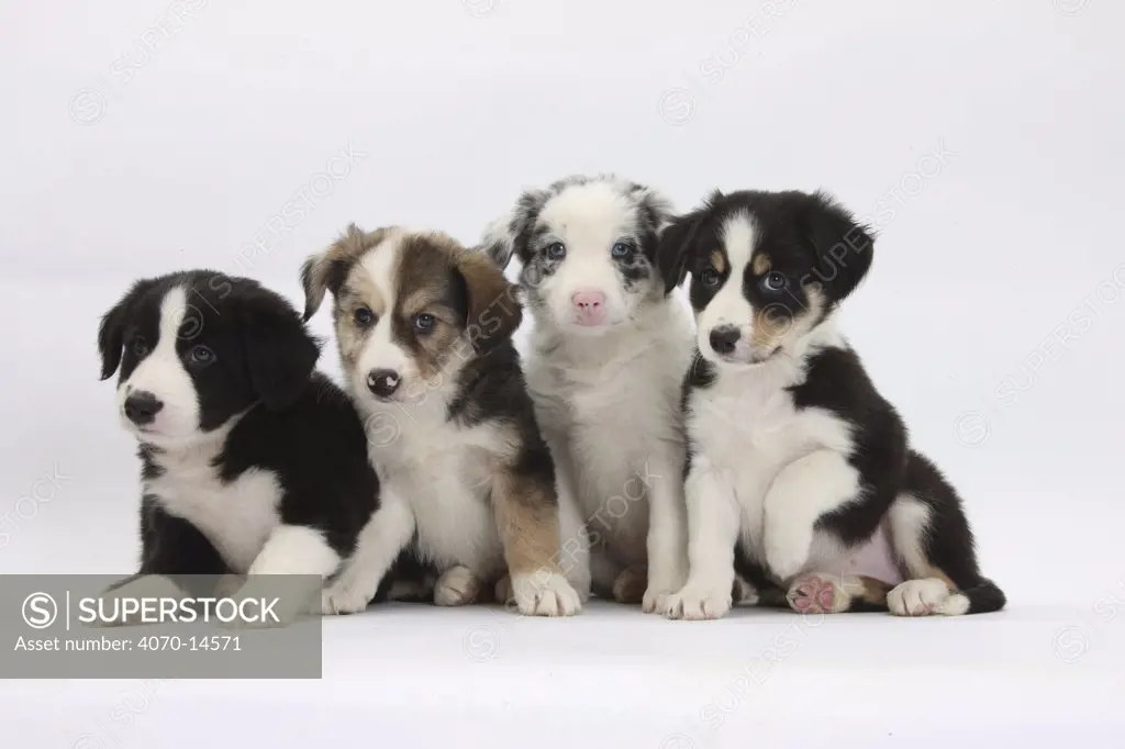 Four Border Collie puppies.