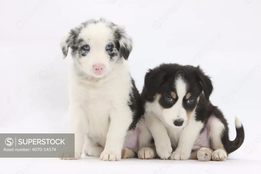 Two Border Collie puppies sitting.