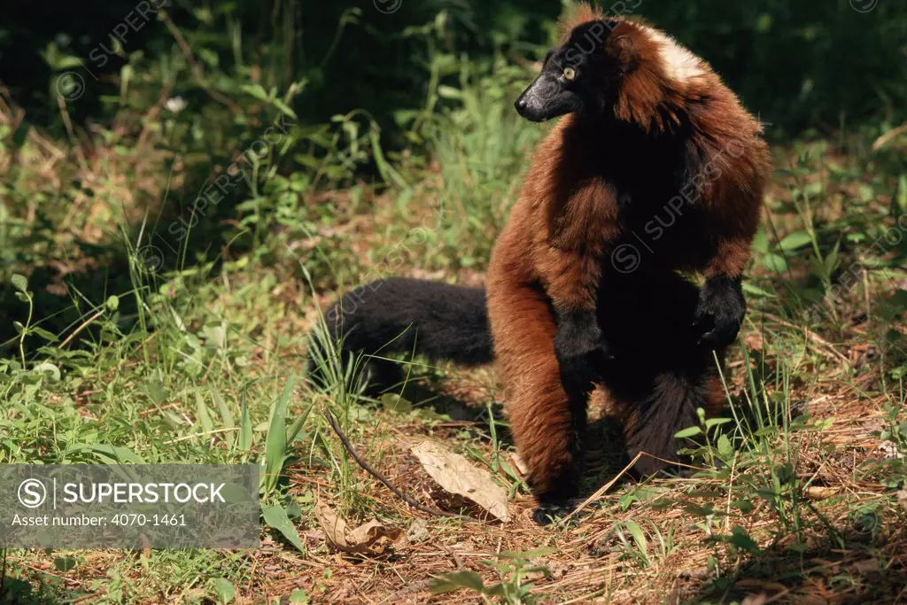 Red ruffed lemur Varecia variegata ruber} captive, occurrs Madagascar