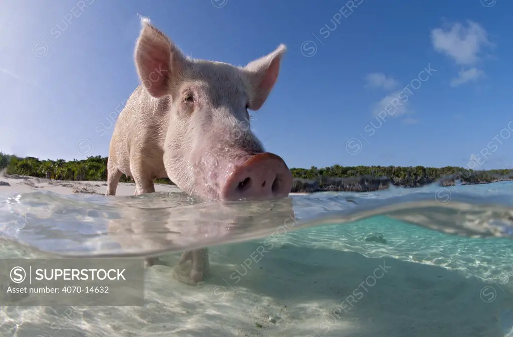 Split level view of a domestic pig (Sus domestica) bathing in the sea. Exuma Cays, Bahamas. Tropical West Atlantic Ocean
