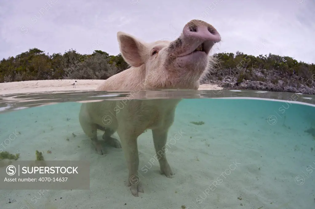 Portrait of a domestic pig (Sus domestica) sitting in the sea. Exuma Cays, Bahamas. Tropical West Atlantic Ocean