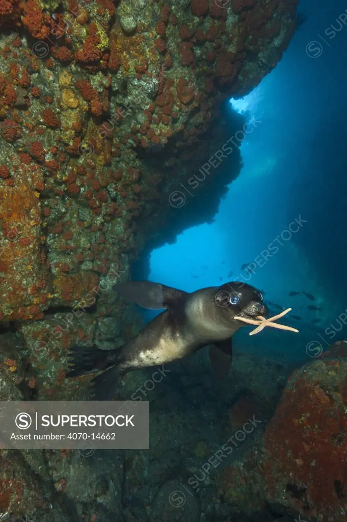 A young California sealion (Zalophus californianus) playing with a starfish, inside an underwater cave. The pups will pick up a variety of objects (such as starfish, lumps of coral, shells and feathers) and carry them to the surface, drop them and then chase them to the seabed. Los Isotes, La Paz, Mexico. Sea of Cortez, East Pacific Ocean.