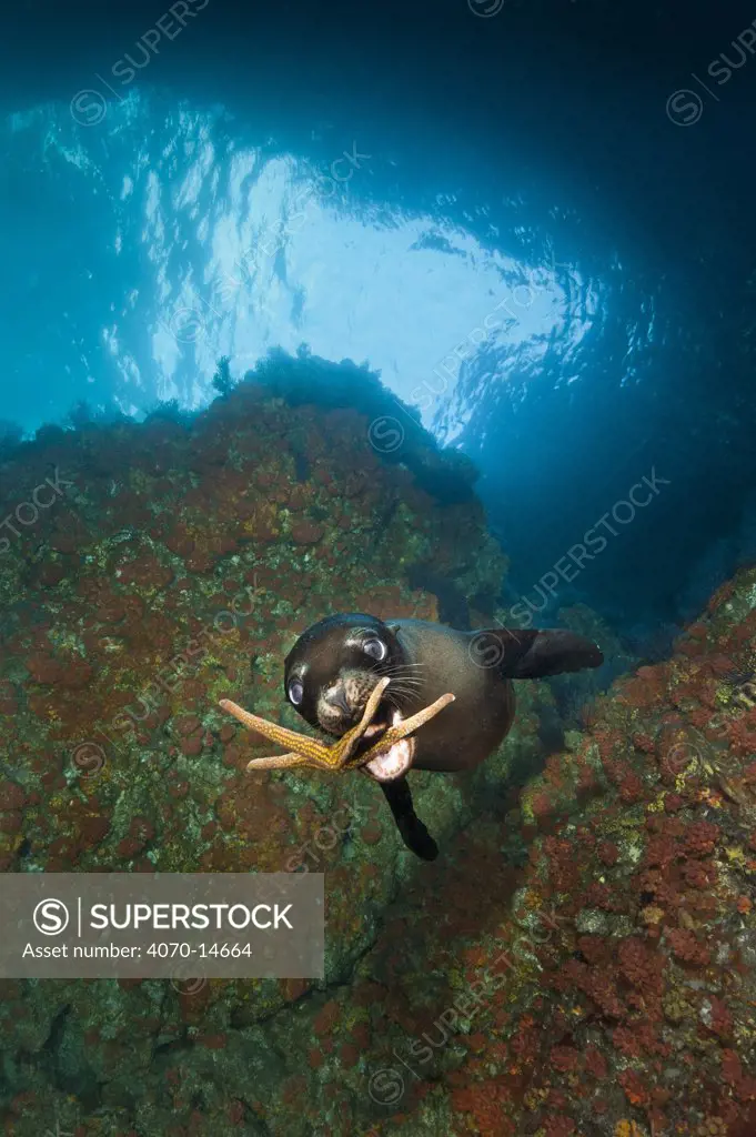A young California sealion (Zalophus californianus) playing with a starfish, inside an underwater cave. The pups will pick up a variety of objects (such as starfish, lumps of coral, shells and feathers) and carry them to the surface, drop them and then chase them to the seabed. Los Isotes, La Paz, Mexico. Sea of Cortez, East Pacific Ocean.