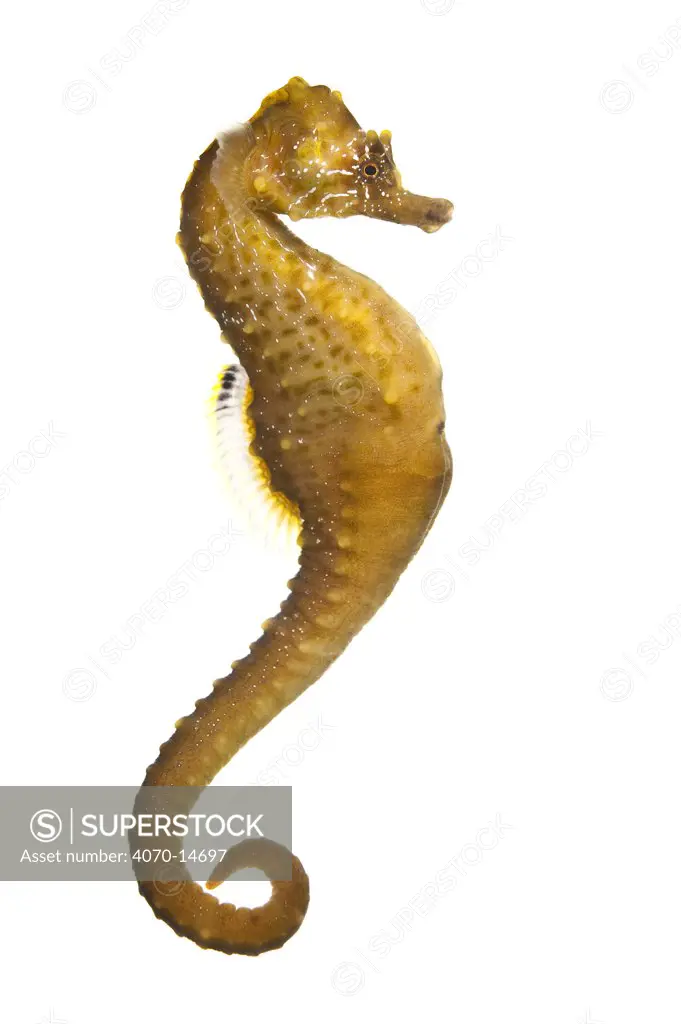 Short Snout / Common Seahorse (Hippocampus hippocampus) in aquarium. British captive seahorse breeding stock. Weymouth Sealife Centre, Dorset, England, UK, April.