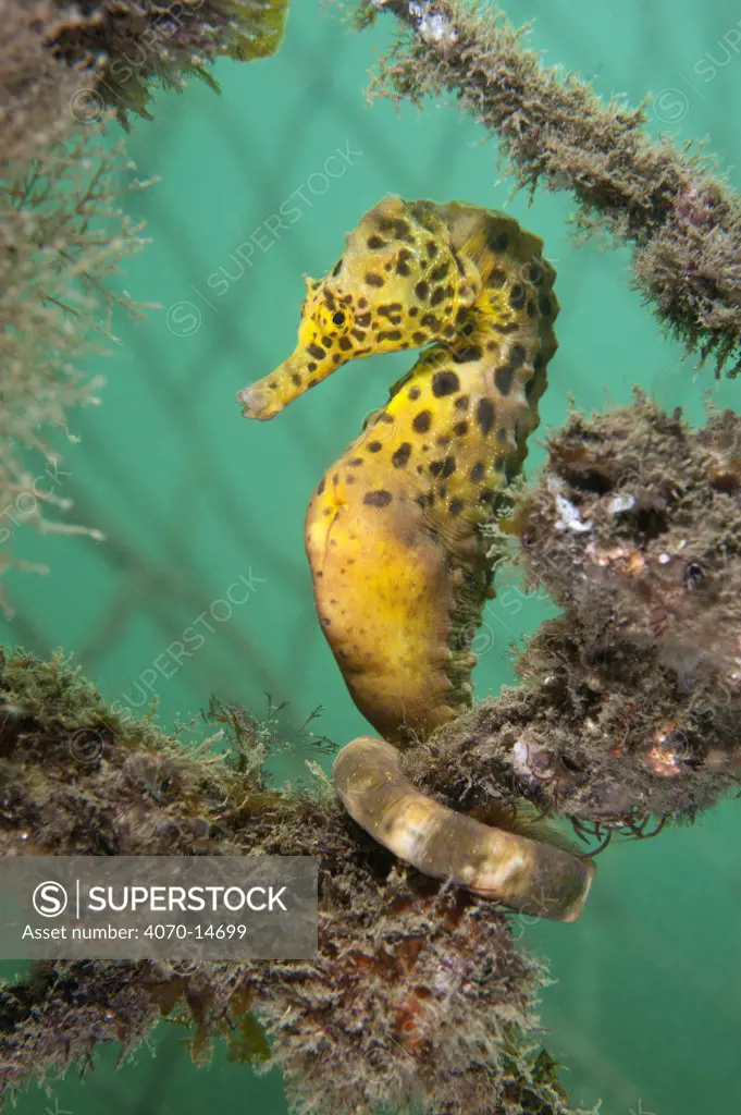 A Large / Pot Bellied Seahorse (Hippocampus abdominalis) perched in nets. Manly, Sydney, New South Wales, Australia, March.