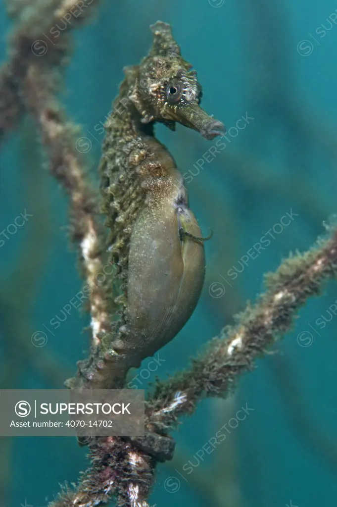 A male Golden / White's Seahorse (Hippocampus whitei) giving birth, note the tail of a baby protruding from his brood pouch. Manly, Sydney, New South Wales, Australia, March.