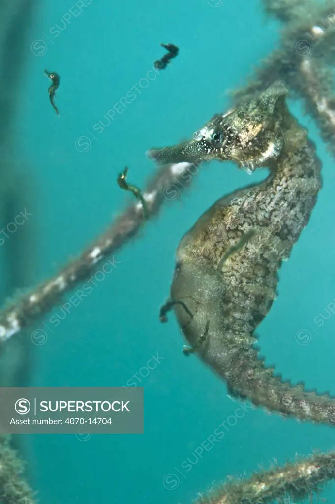 A male Golden / White's Seahorse (Hippocampus whitei) giving birth. Female seahorses lay their eggs into the male's brood pouch, where they develop. Manly, New South Wales, Australia, March.