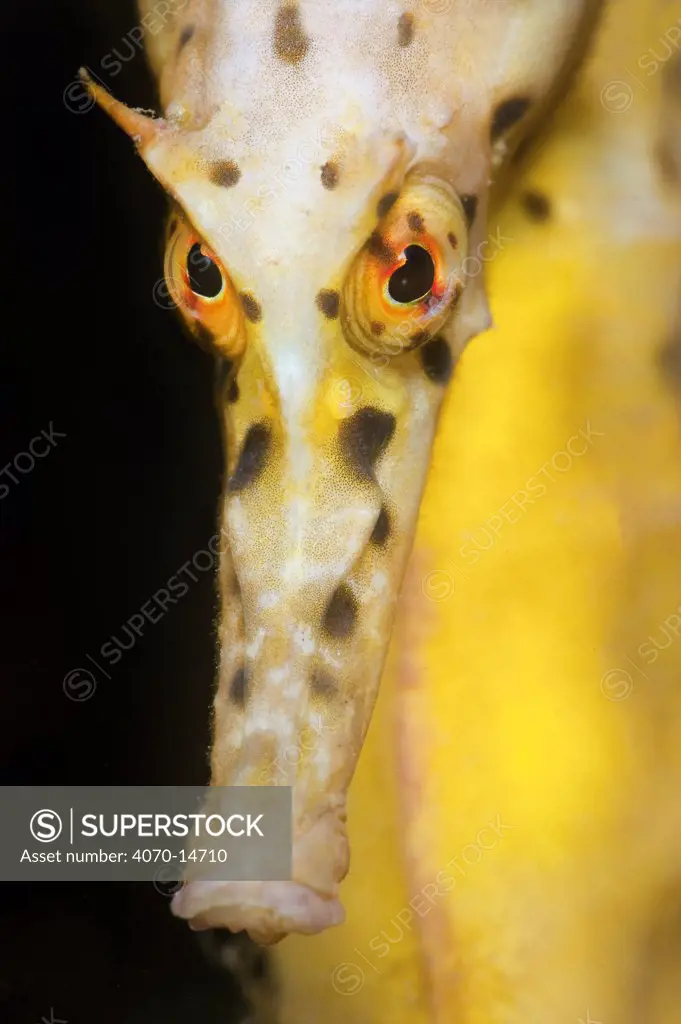 Large / Pot Bellied Seahorse (Hippocampus abdominalis) face portrait. Blairgowrie Marina, Mornington Peninsular, Victoria, Australia, March.