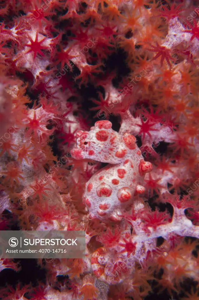 A Pygmy Seahorse (Hippocampus bargibanti) camouflaged in red Seafan (Muricella sp.). Pygmy Seahorses are small, most less than 15mm in length. Tulamben, Bali, Indonesia, October.