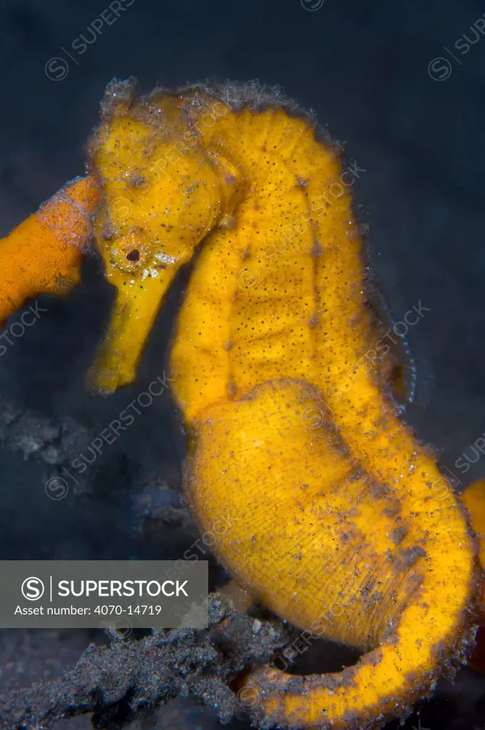 A pregnant male Common / Spotted Seahorse (Hippocampus kuda) next to an orange sponge. Tulamben, Bali, Indonesia, Java Sea, September.