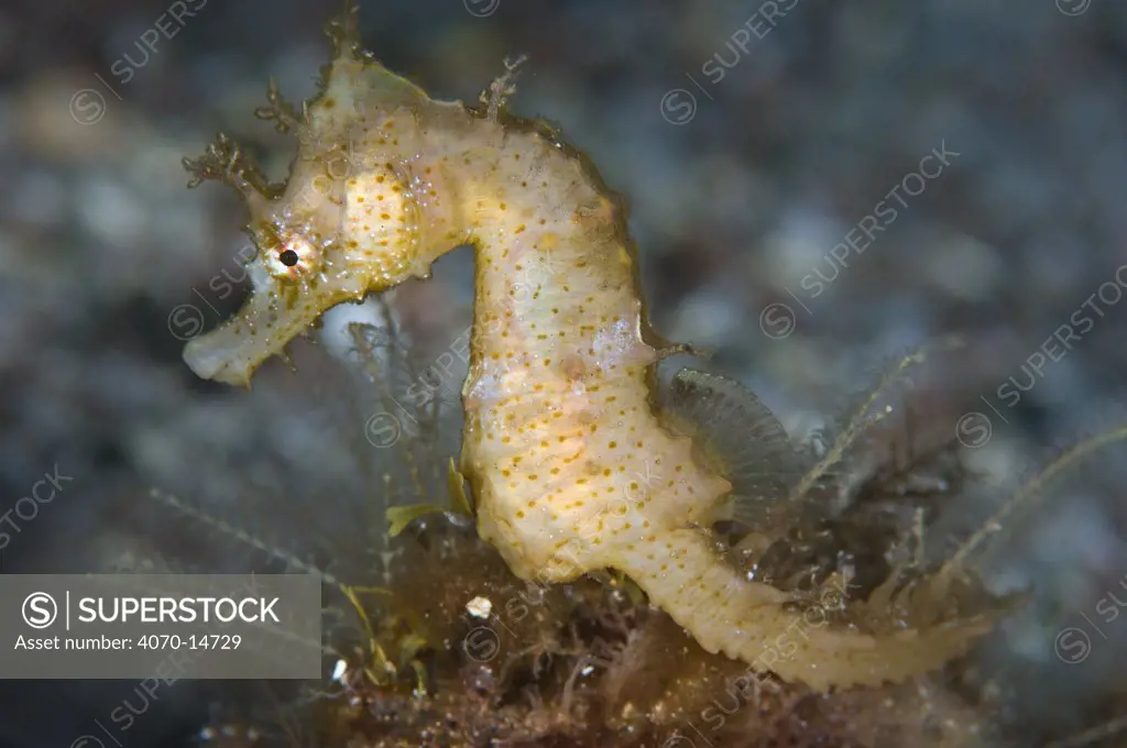 A female Common / Short Snouted Seahorse (Hippocampus hippocampus). Sardina, Gran Canaria, Canary Islands, Spain, May.