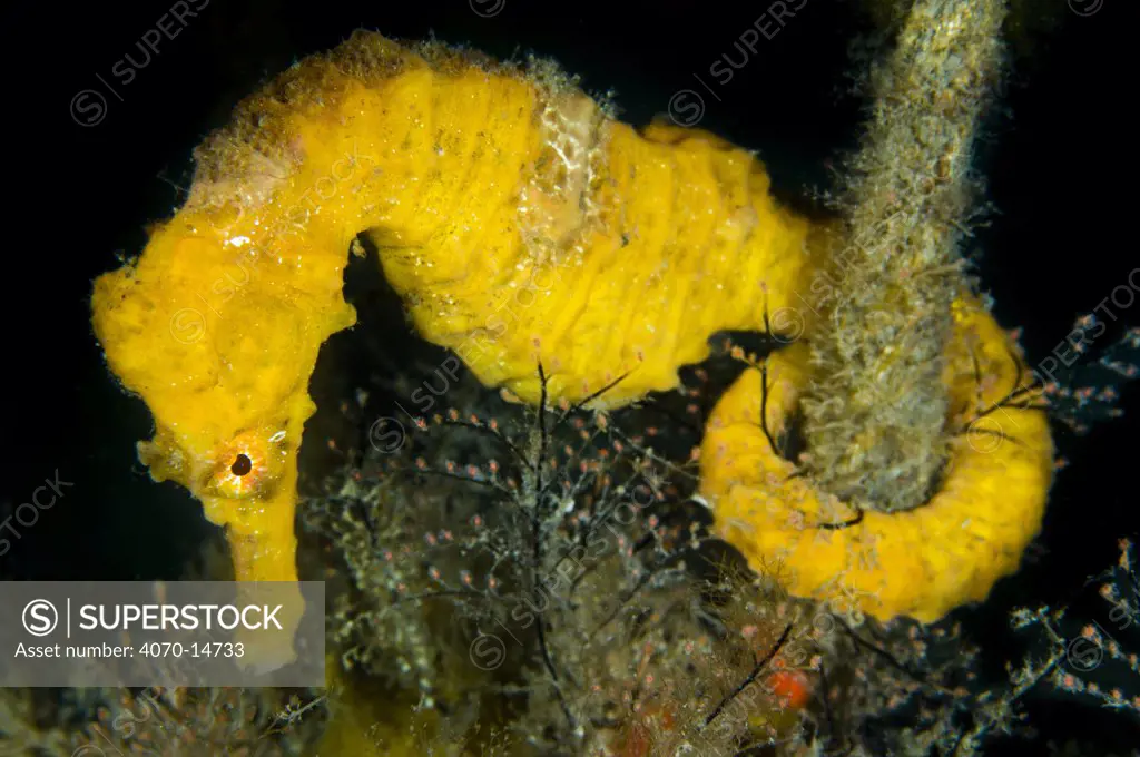 A female Lined / Northern Seahorse (Hippocampus erectus) attached to a rope. Blue Heron Bridge, West Palm Beach, Florida, USA, March.