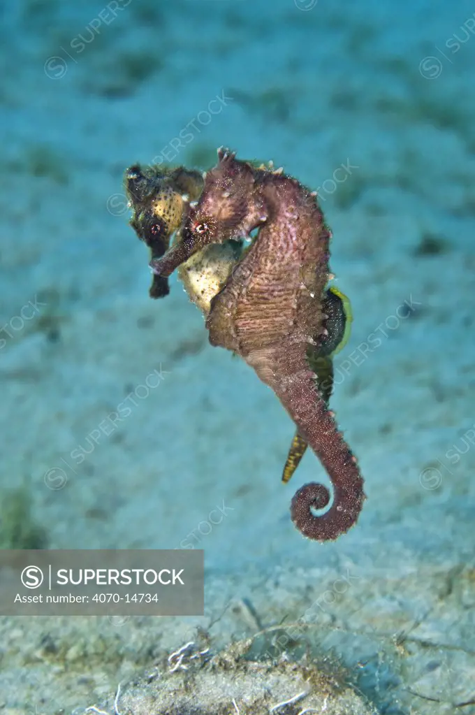 A pair of Lined / Northern Seahorses (Hippocampus erectus) mating. Female closer, male behind. West Palm Beach, Florida, USA, July.