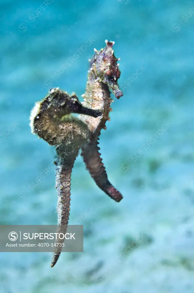 A pair of Lined / Northern Seahorses (Hippocampus erectus) mating. Female closer, male behind. West Palm Beach, Florida, USA, July.