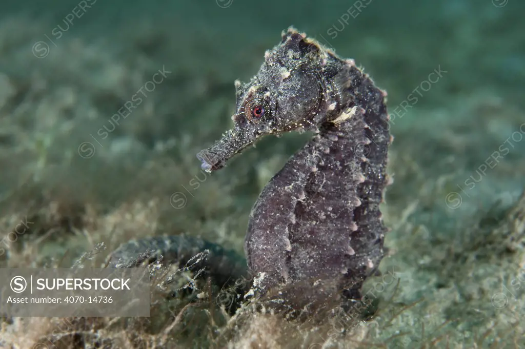 A female Lined / Northern Seahorse (Hippocampus erectus) on the seabed. Blue Heron Bridge, West Palm Beach, Florida, USA, May.