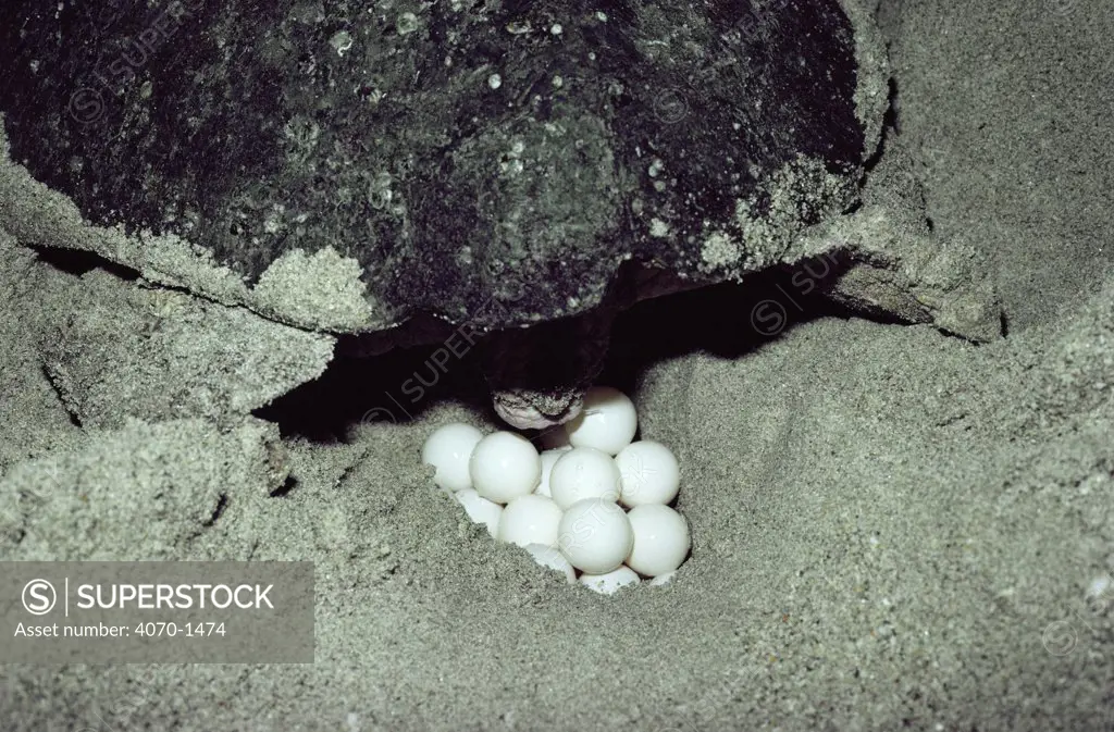Loggerhead turtle laying eggs Caretta caretta} Florida, USA