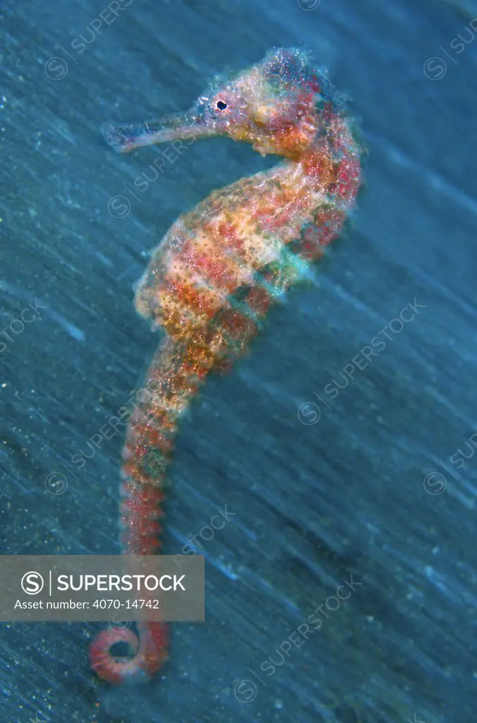 In-camera motion blur image of a female Yellow Seahorse (Hippocampus kuda). Lembeh Strait, Sulawesi, Indonesia, Molluca Sea, March.
