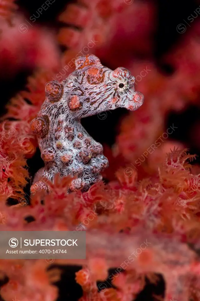 Pygmy Seahore (Hippocampus bargibanti) in red seafan. Pygmy seahorses are small, most less than 15mm in total length. Lembeh Strait, Sulawesi, Indonesia, June.