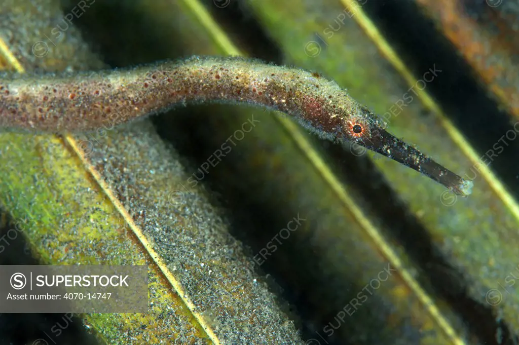 Slender Pipefish (Trachyrhamphus longirostris) head close-up. Lembeh Strait, North Sulawesi, Indonesia, February.