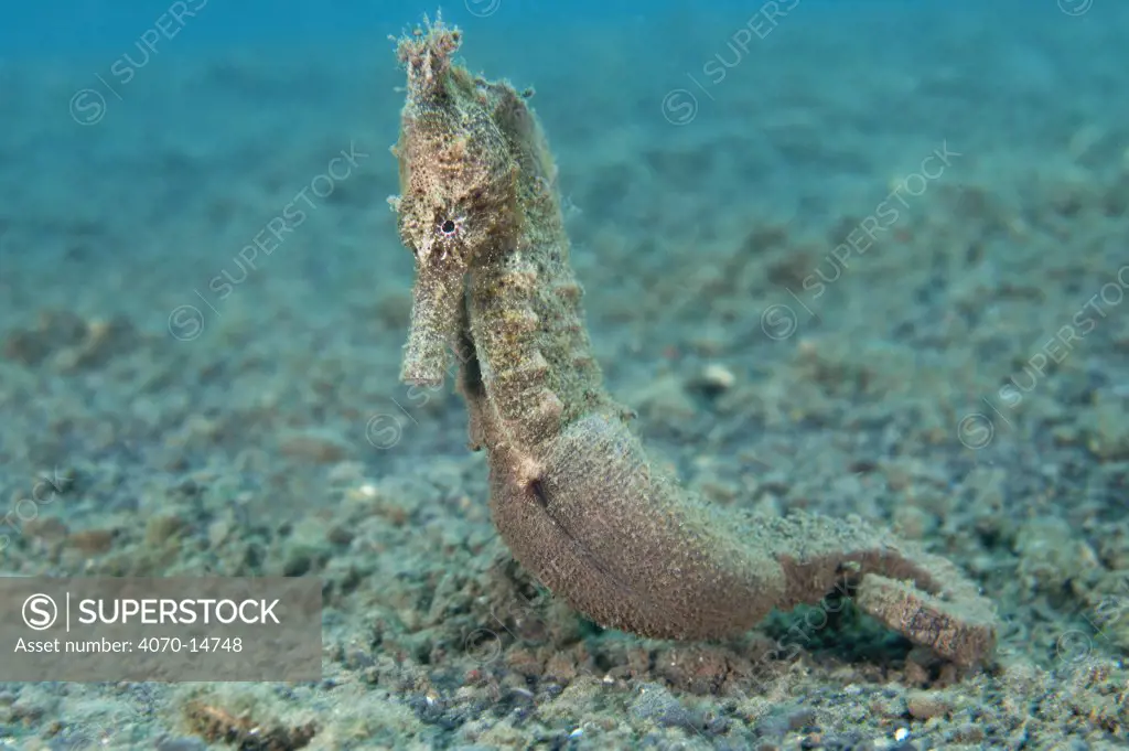 A pregnant male Yellow Seahorse (Hippocampus kuda) on the seabed. Lembeh Strait, North Sulawesi, Indonesia, February.
