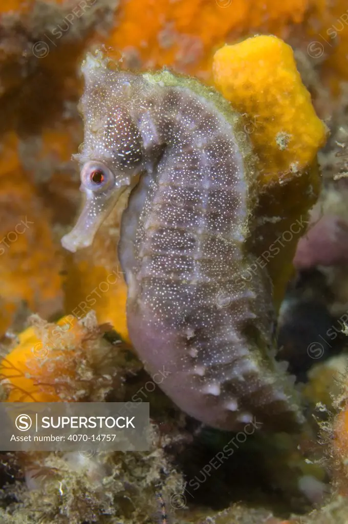 A White's Seahorse (Hippocampus whitei) in orange sponges. Nelson Bay, New South Wales, Australia, November.