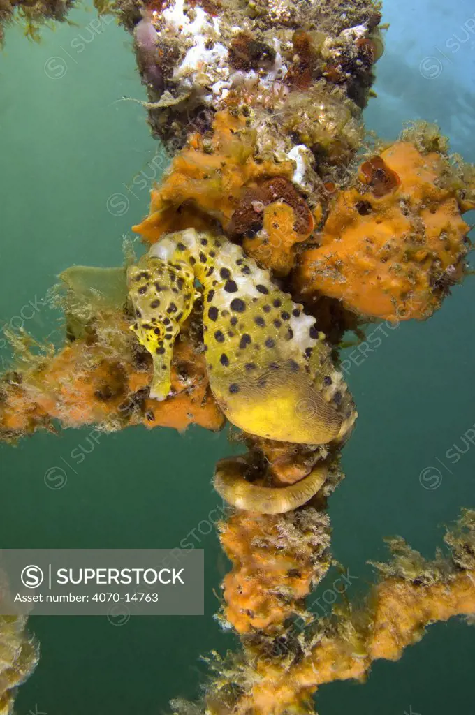 A Large / Pot Bellied Seahorse (Hippocampus abdominalis) hiding in sponges. Manly, New South Wales, Australia, November.