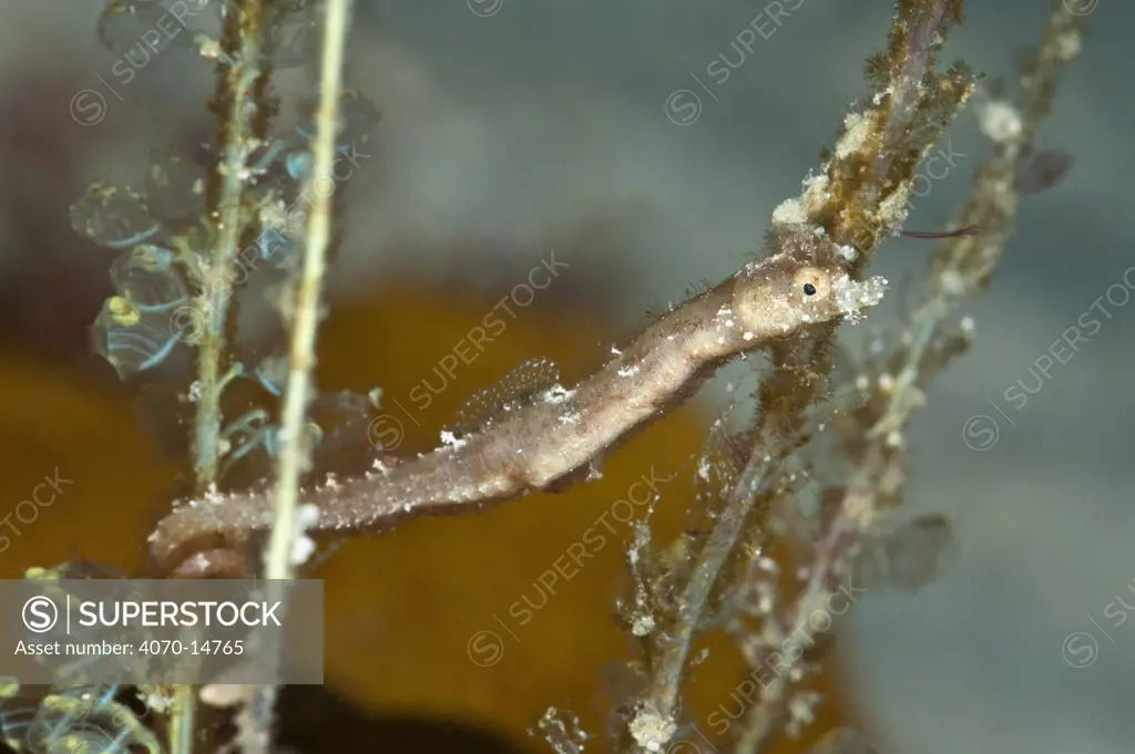 A shortpouch pygmy pipehorse (Acentronura breviperula) wraps its prehensile tail around a colonial tunicate (Perophora namei). Pipehorses look like pipefish, but have a prehensile tail like seahorses. Raja Ampat, West Papua, Indonesia, February.