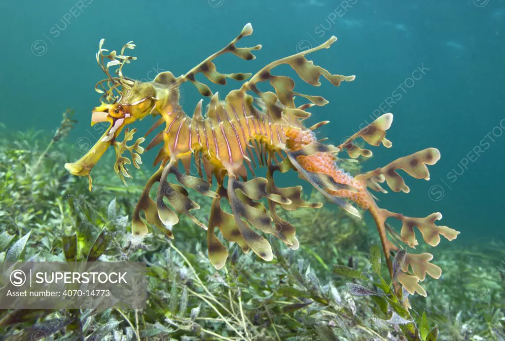 A male Leafy Seadragon (Phycodurus eques) carries a new batch of eggs on his tail. Wool Bay Jetty, Edithburgh, Yorke Peninsula, South Australia, November.
