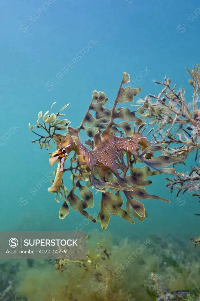 A Leafy Seadragon (Phycodurus eques) swimming above seaweeds. Wool Bay Jetty, Edithburgh, Yorke Peninsular, South Australia, November.