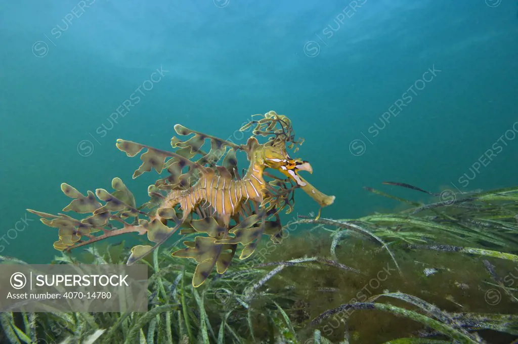An adult Leafy Seadragon (Phycodurus eques) swims over a bed of seagrass. Wool Bay Jetty, Edithburgh, Yorke Peninsular, South Australia, November.