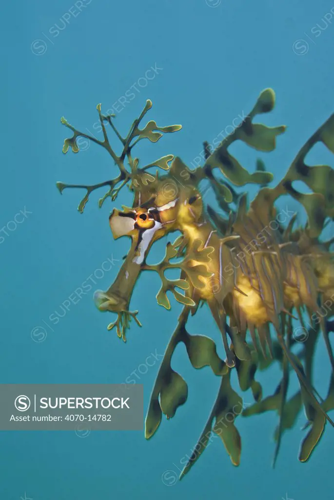 A portrait of a Leafy Seadragon (Phycodurus eques). Wool Bay Jetty, Edithburgh, Yorke Peninsular, South Australia, December.