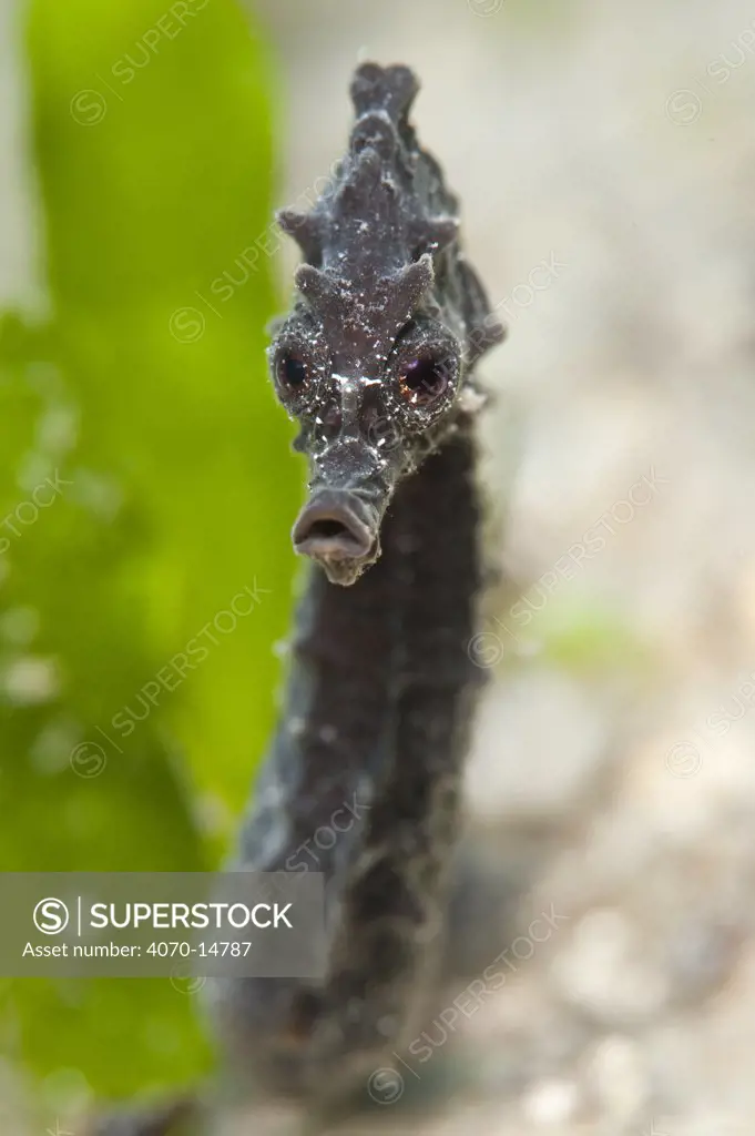 Portrait of a Common  / Short Snouted Seahorse (Hippocampus hippocampus) in seagrass. Isola La Maddelena, Sardinia, Italy, Mediterranean Sea, August.