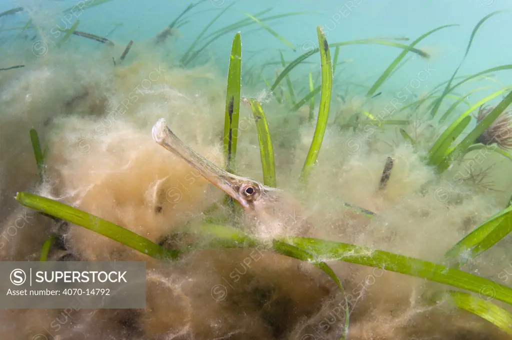 A Great Pipefish (Syngnathus acus) peers out from filamentous algae that is overgrowing a seagrass bed (Zostera marina). Studland Bay, Dorset, England, UK, May.