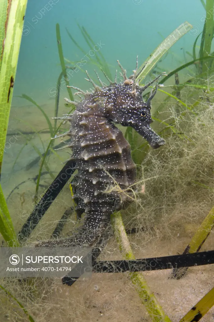 An adult female Spiny Seahorse (Hippocampus guttulatus) in a meadow of seagrass (Zostera marina). Studland Bay, Dorset, England, UK, August. Photographed under licence from Marine Management Organisation. MMO-0004/SciCon. Granted to Dr Alexander Mustard for seahorse photography in the UK.
