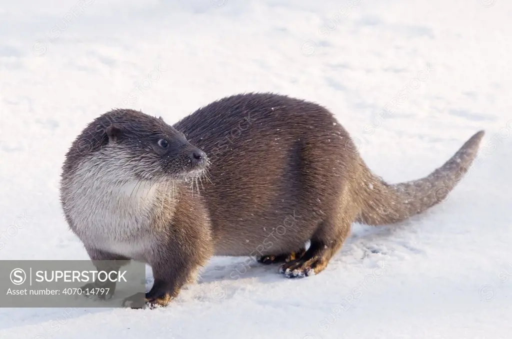 European Otter (Lutra lutra) standing on snow. The Netherlands, December. Captive.