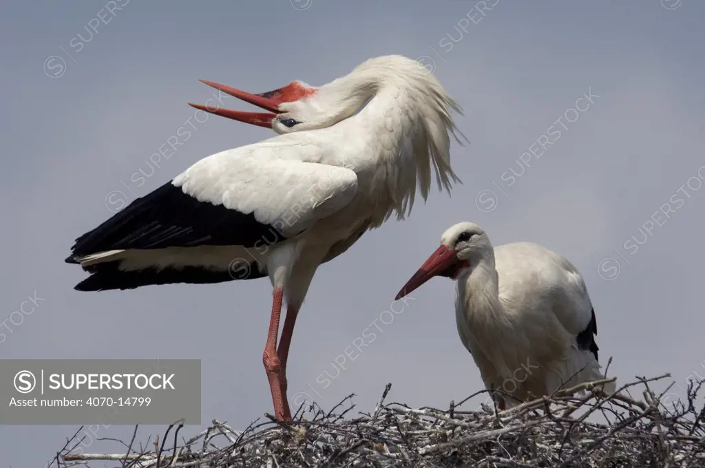 White Stork (Ciconia ciconia) male and female pair on nest. The male is calling in a mating behaviour. The Netherlands, April.