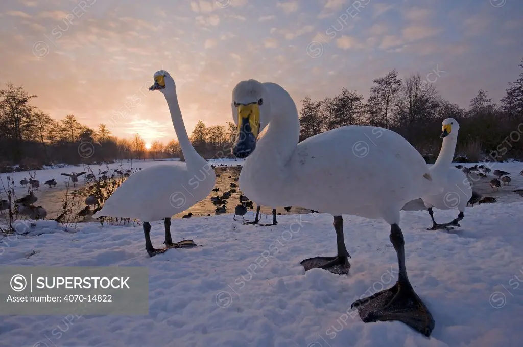Three Whooper Swan (Cygnus cygnus) in front of water in a snowy landscape with other water birds. The Netherlands, January.