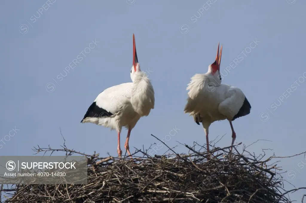 Breeding pair of White Stork (Ciconia ciconia) simultaneously calling in a bonding behaviour. The Netherlands, April.