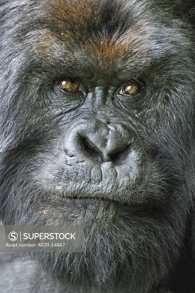Portrait of a Mountain Gorilla (Gorilla beringei). Rwanda, Africa