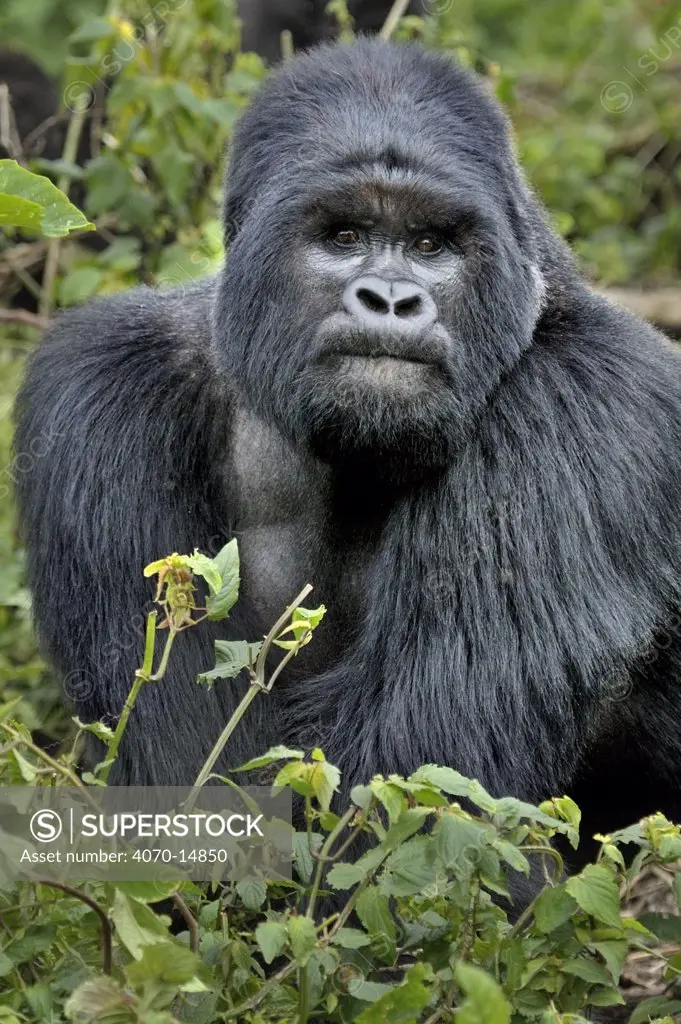 Portrait of a male Mountain Gorilla (Gorilla beringei). Rwanda, Africa