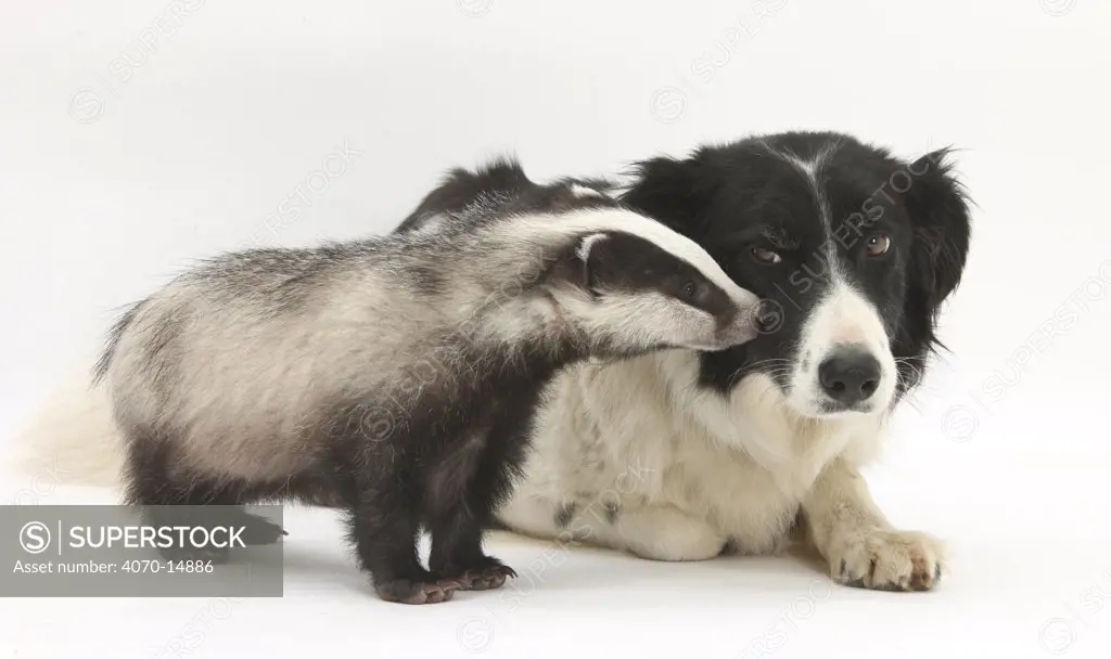 Young Badger (Meles meles) and black-and-white Border Collie.