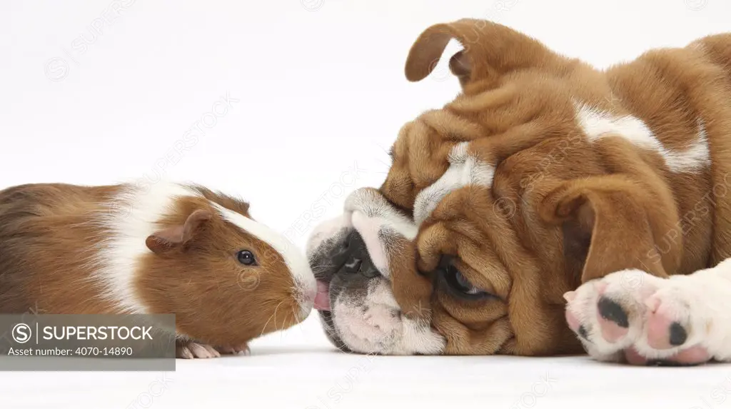 Bulldog puppy, 11 weeks, face-to-face with Guinea pig.
