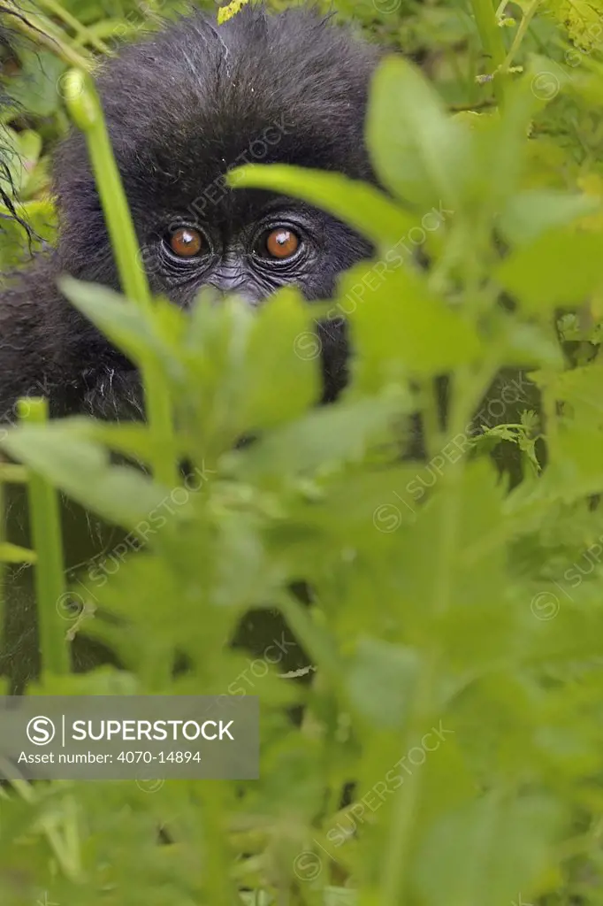 Mountain Gorilla (Gorilla beringei) infant peering through vegetation. Rwanda, Africa
