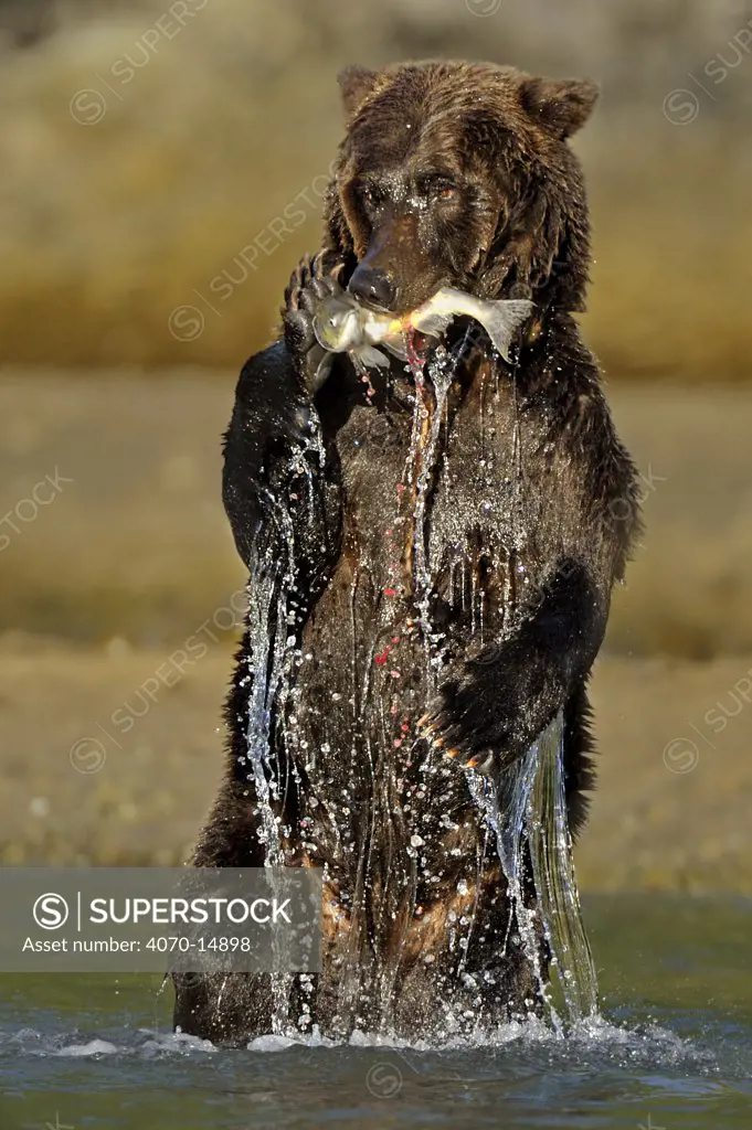 Grizzly Bear (Ursus arctos horribilis) standing on hind legs in water with caught salmon. Katmai, Alaska, USA, August.