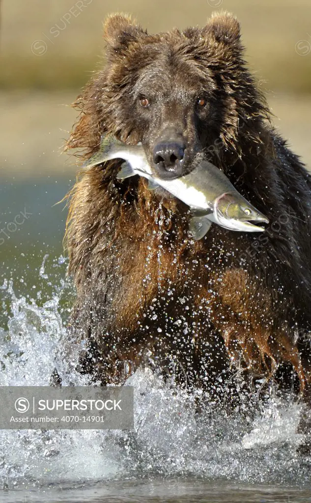 Grizzly Bear (Ursus arctos horribilis) with caught salmon. Katmai, Alaska, USA, August.