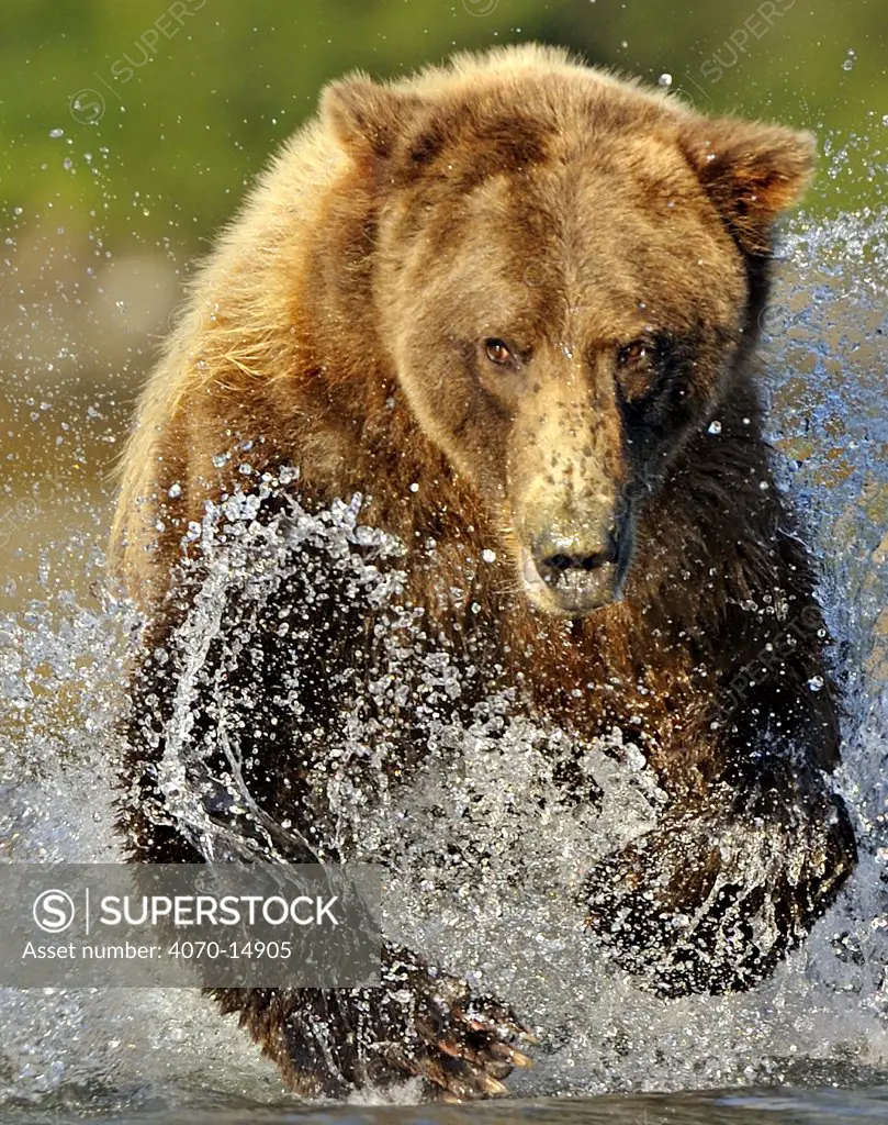 Grizzly Bear (Ursus arctos horribilis) running through water after salmon. Katmai, Alaska, USA, August.